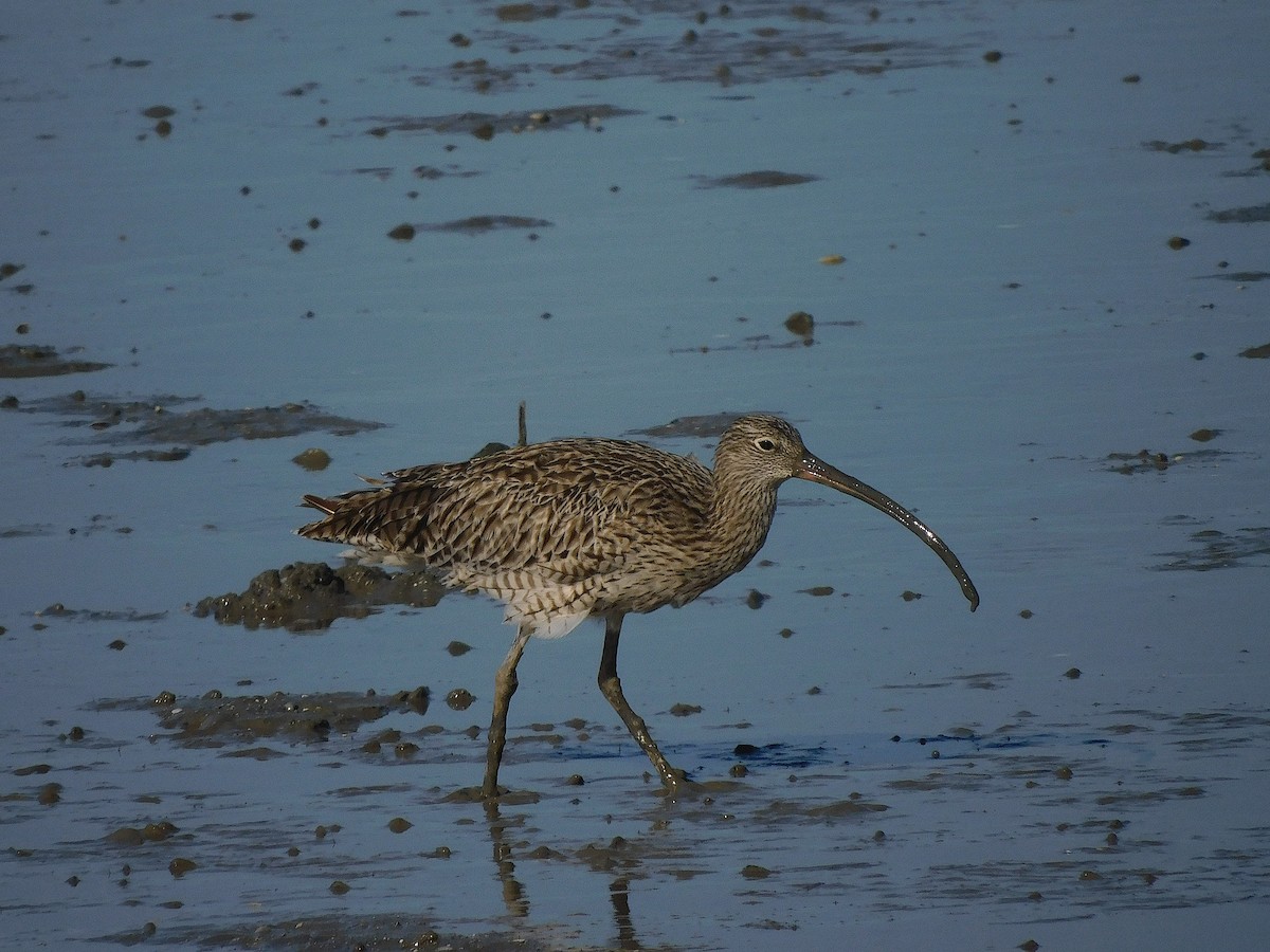 Zarapito Siberiano - ML645880667