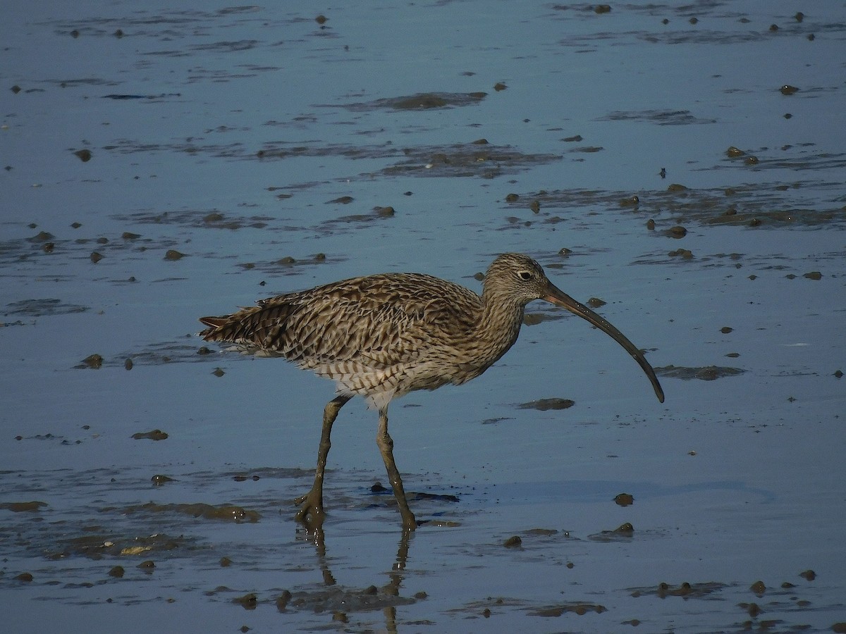 Zarapito Siberiano - ML645880668