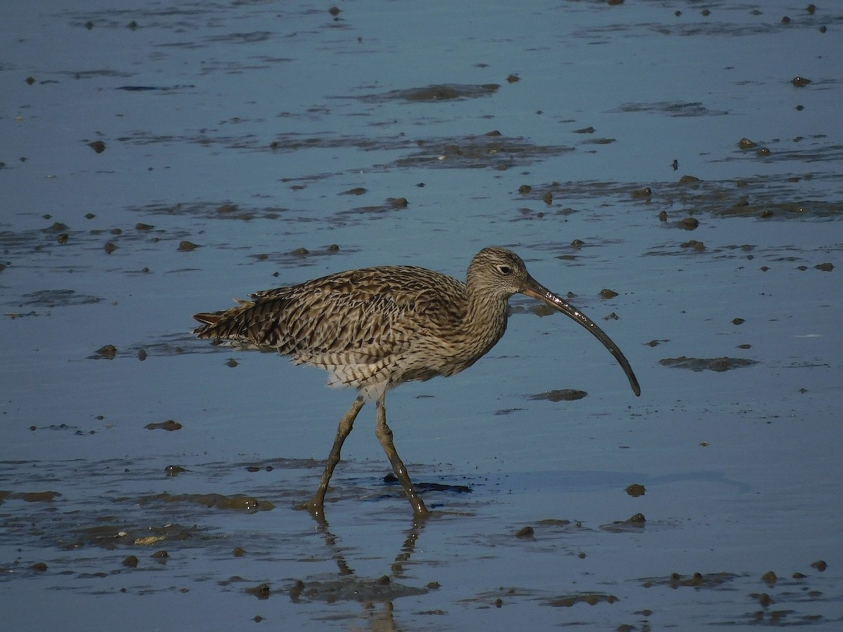 Zarapito Siberiano - ML645880669