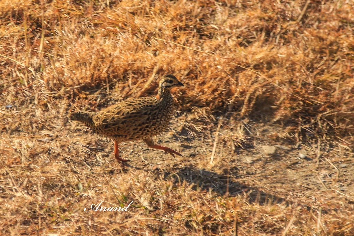 Francolín Ventrinegro - ML645880670