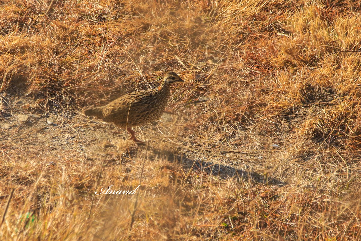 Francolín Ventrinegro - ML645880671