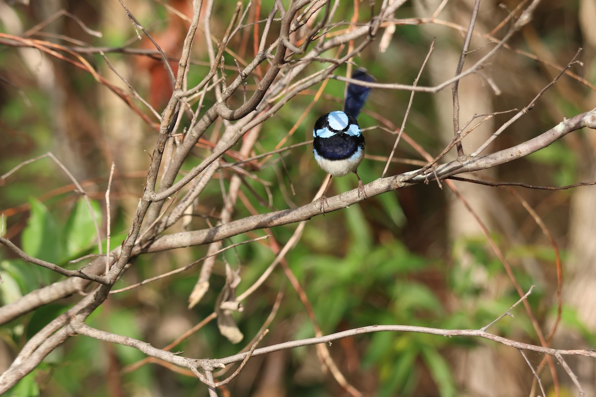 Maluro Soberbio - ML645880672