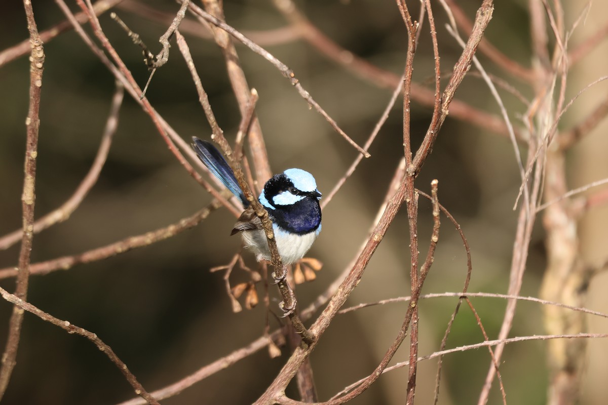 Maluro Soberbio - ML645880673