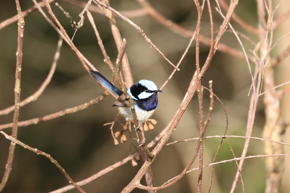 Maluro Soberbio - ML645880674