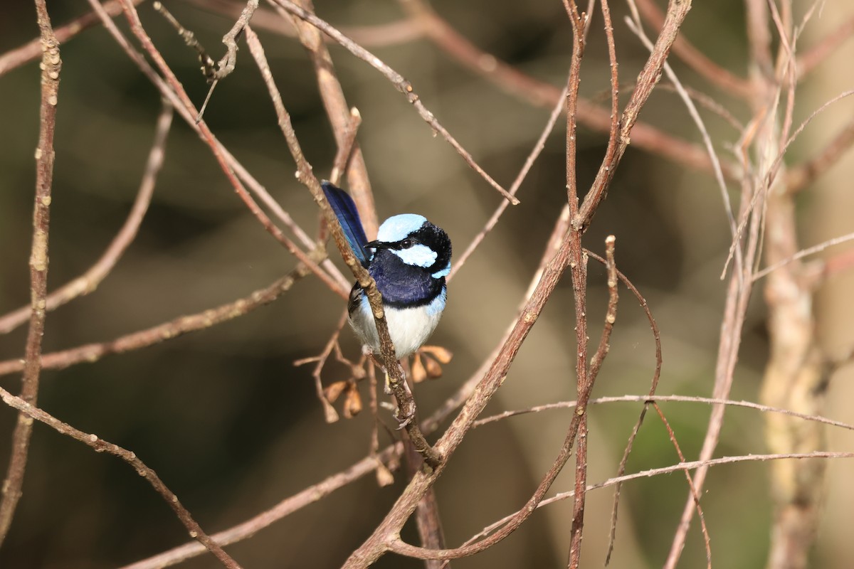 Maluro Soberbio - ML645880675