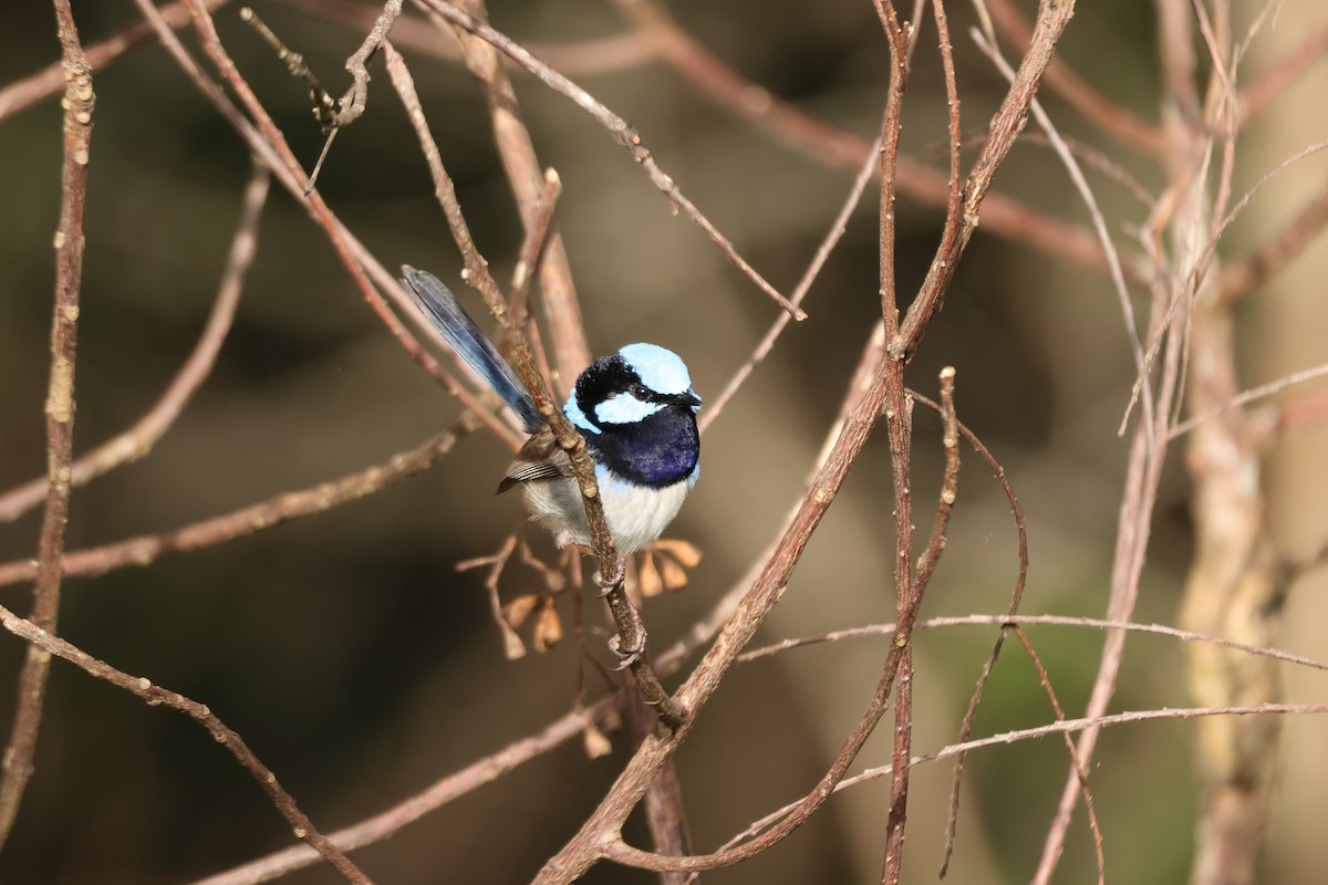 Maluro Soberbio - ML645880678