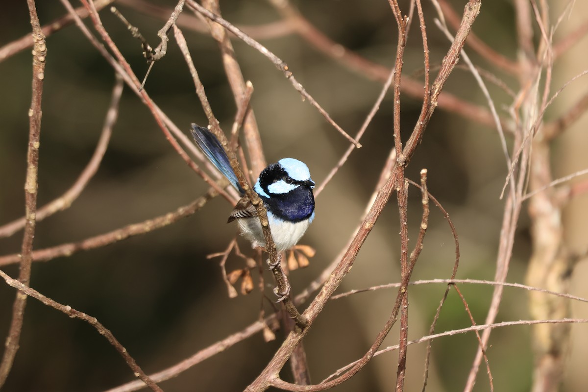 Maluro Soberbio - ML645880679