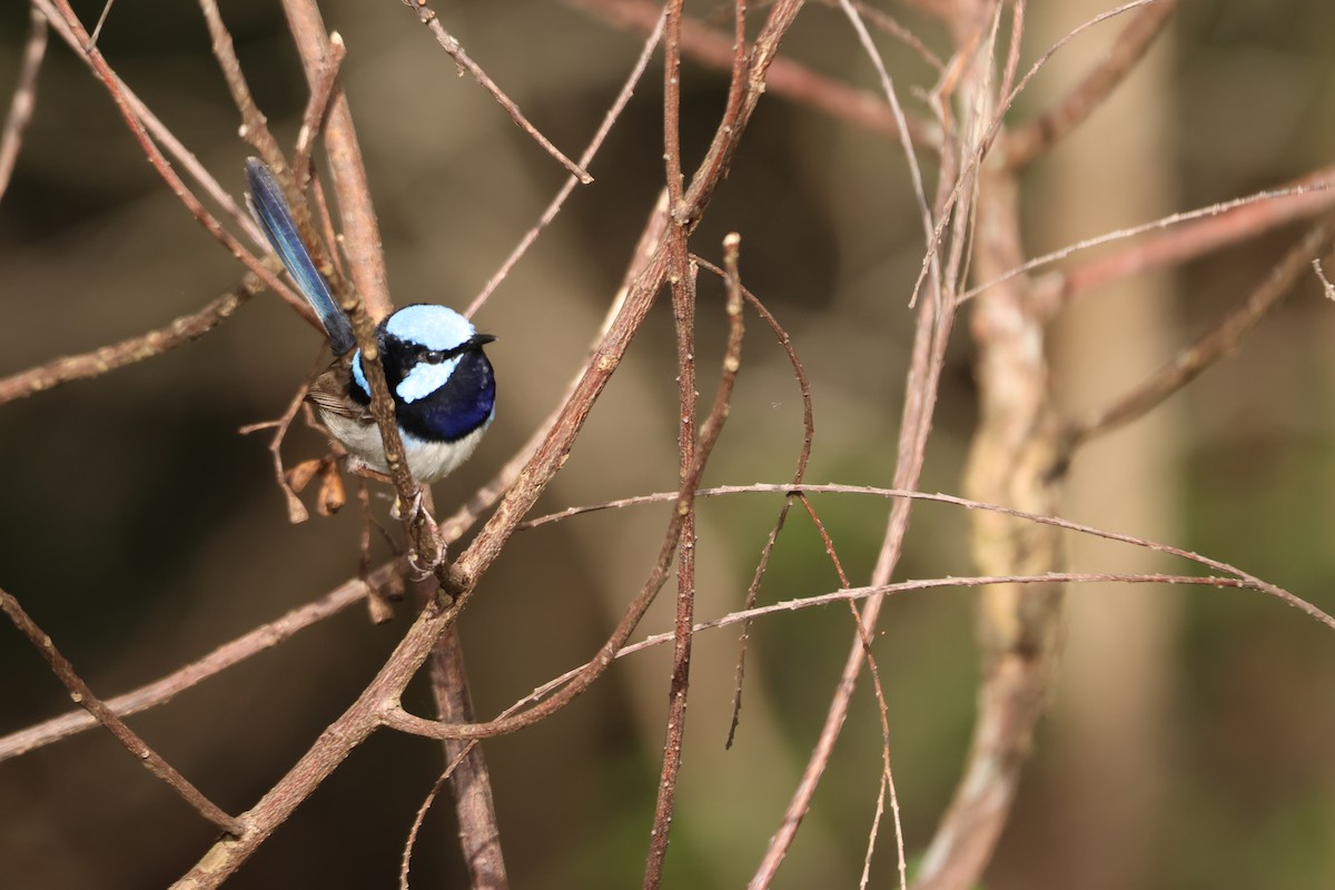 Maluro Soberbio - ML645880680