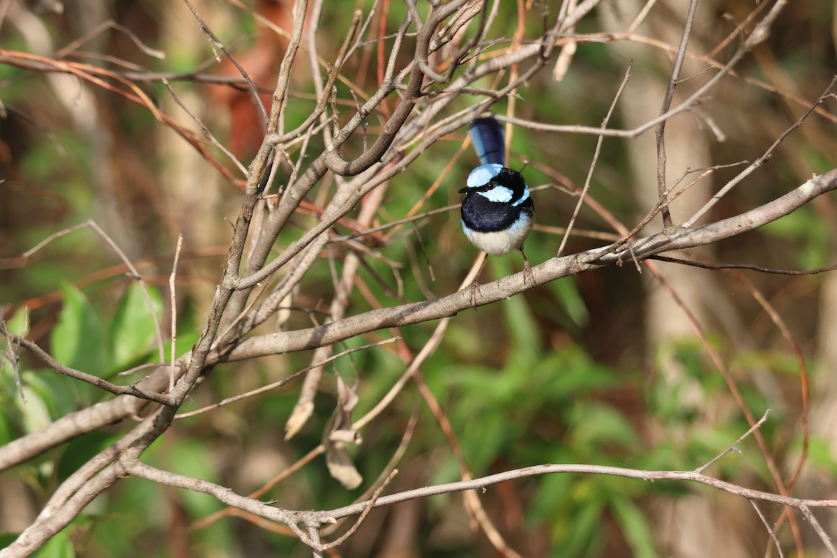 Maluro Soberbio - ML645880681