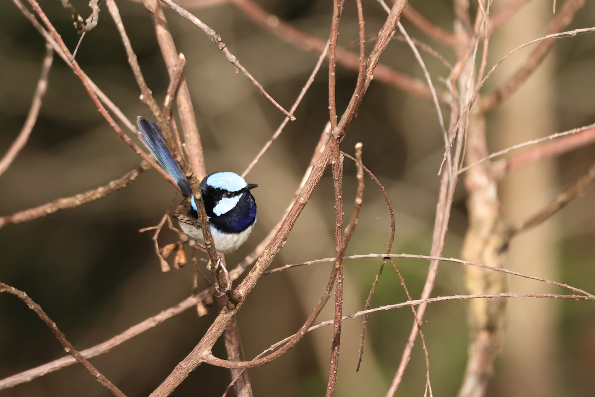 Maluro Soberbio - ML645880682