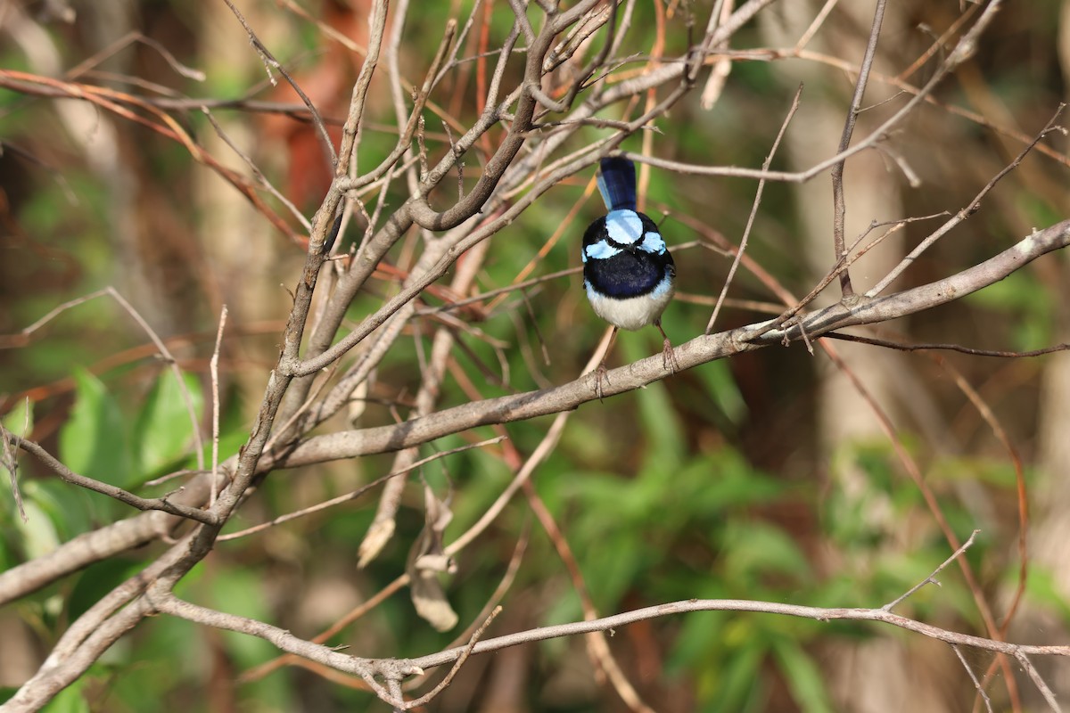 Maluro Soberbio - ML645880683