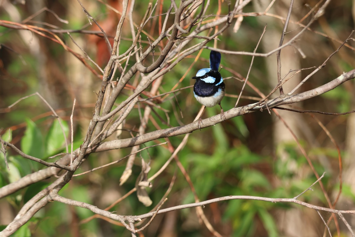 Maluro Soberbio - ML645880684