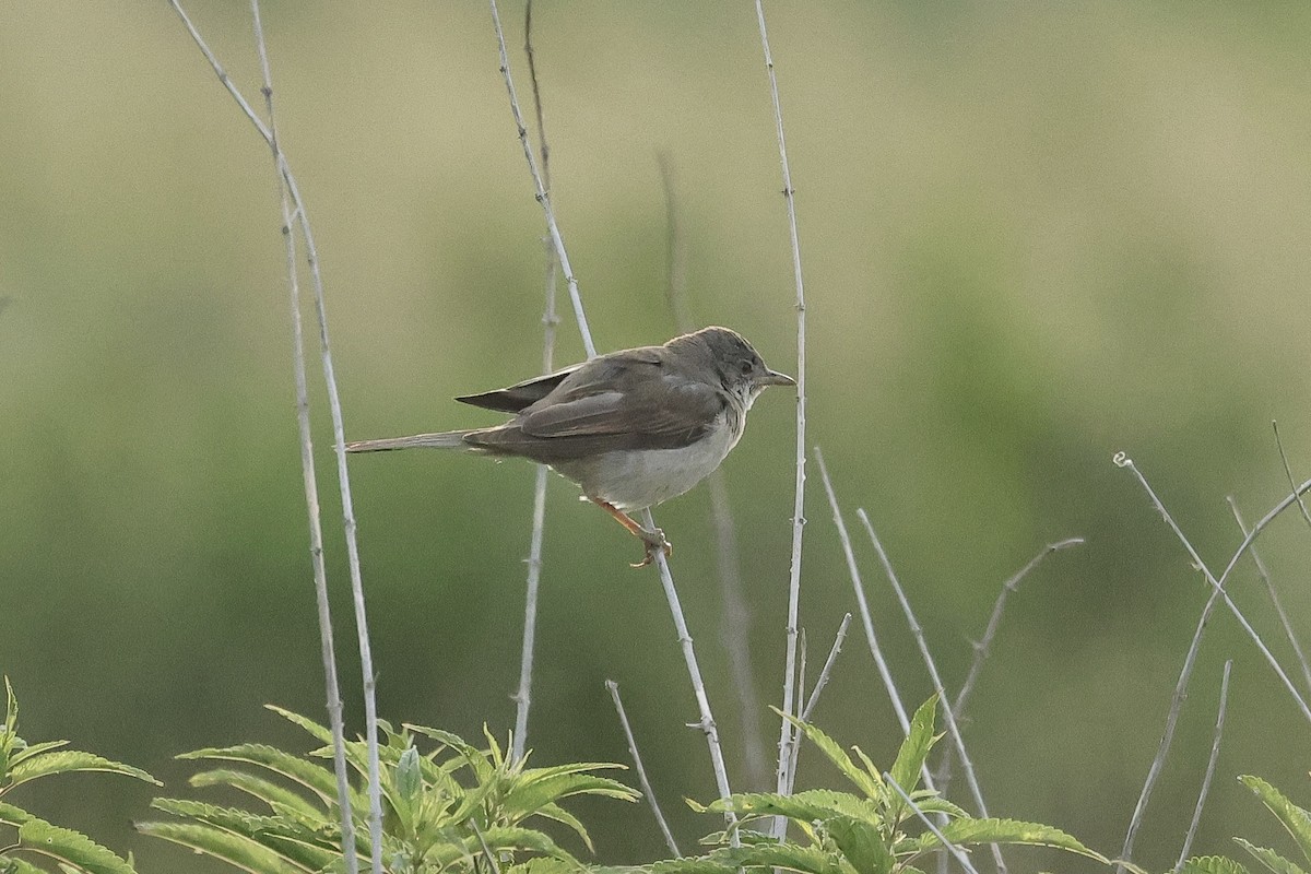 Carricero Políglota - ML645880685