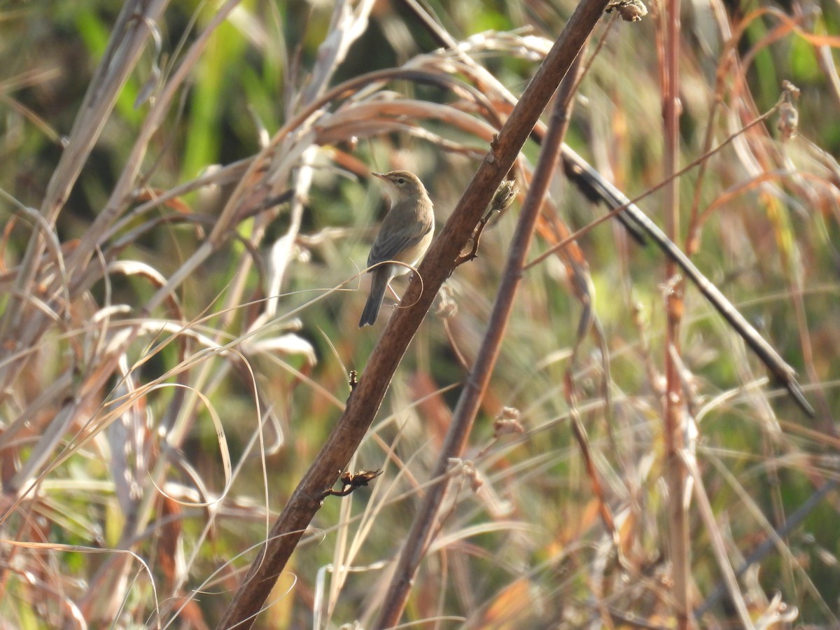 Zarcero Escita - ML645880686