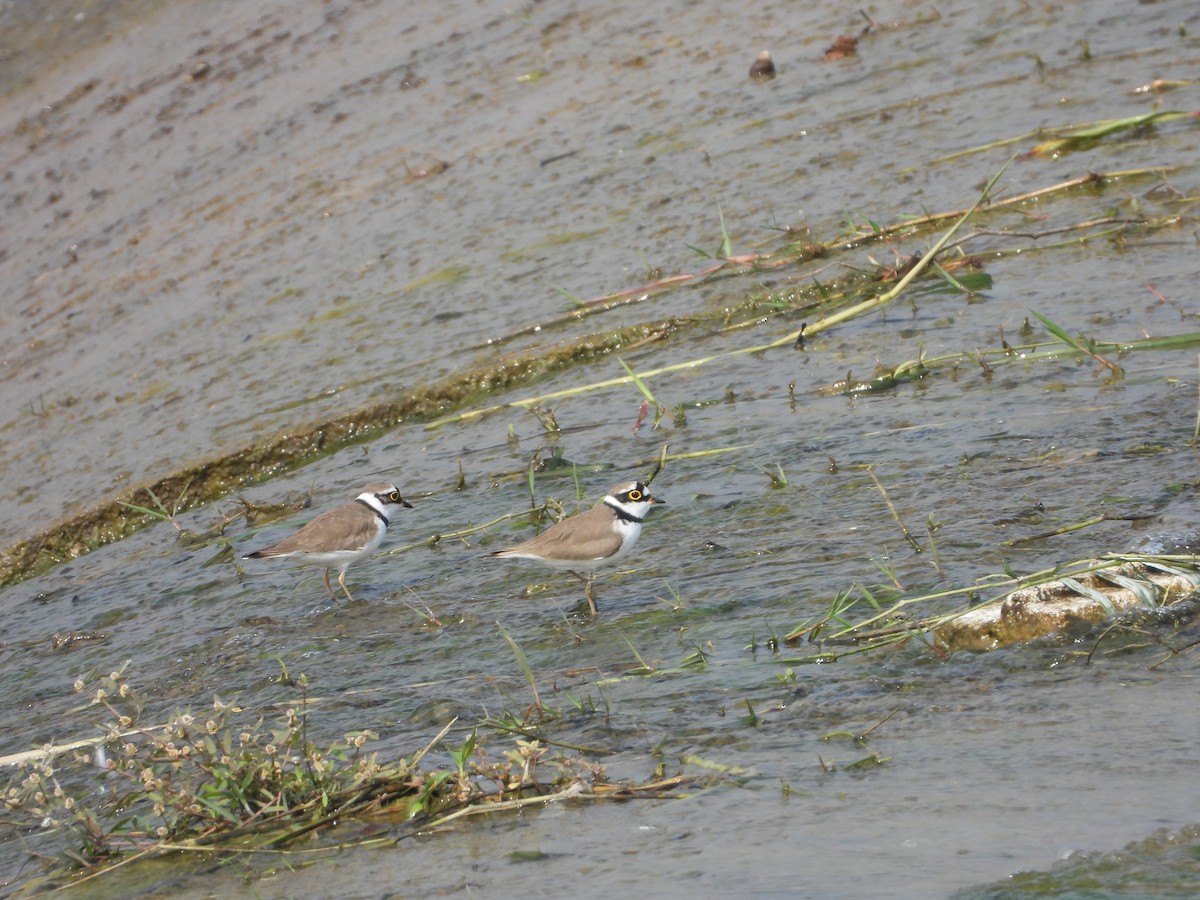 Chorlitejo Chico - ML645880687