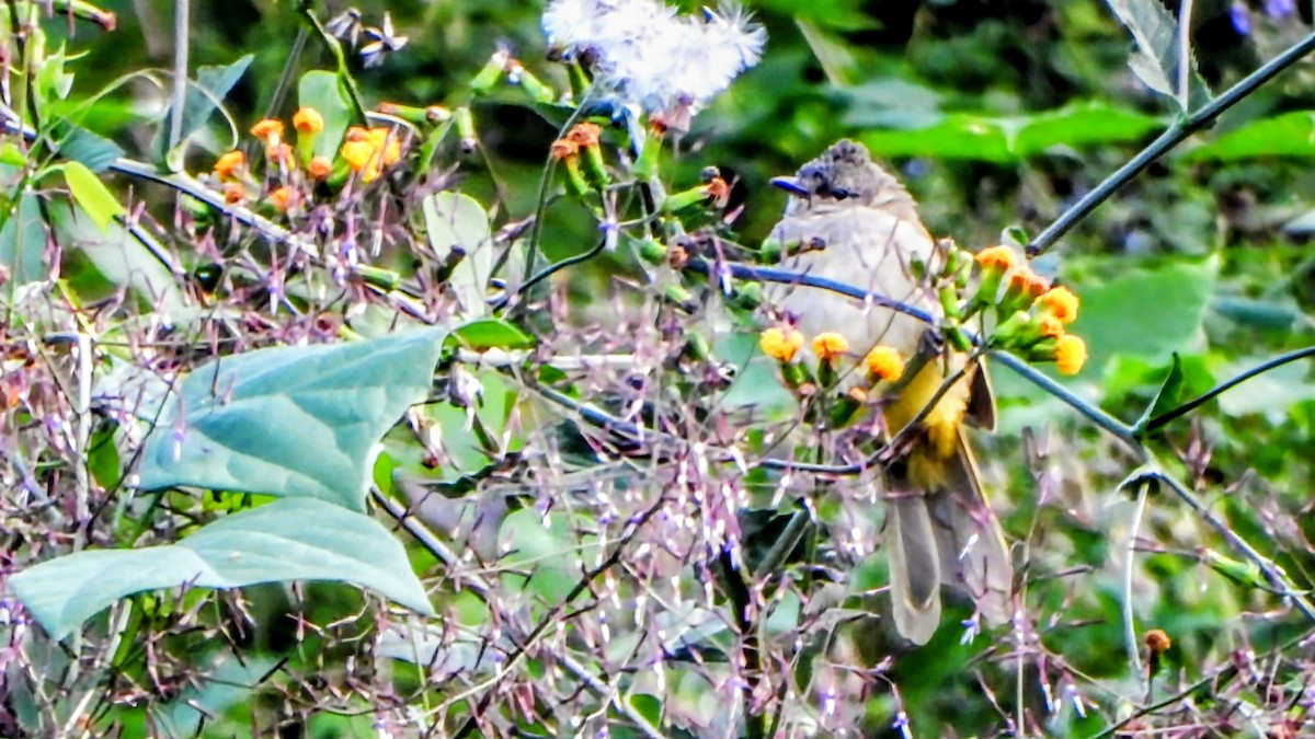 Bulbul Amarillento - ML645880688