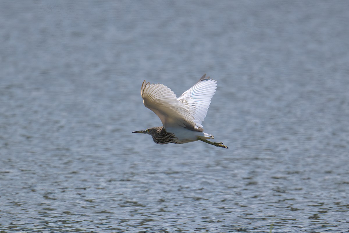 Garcilla China - ML645880689