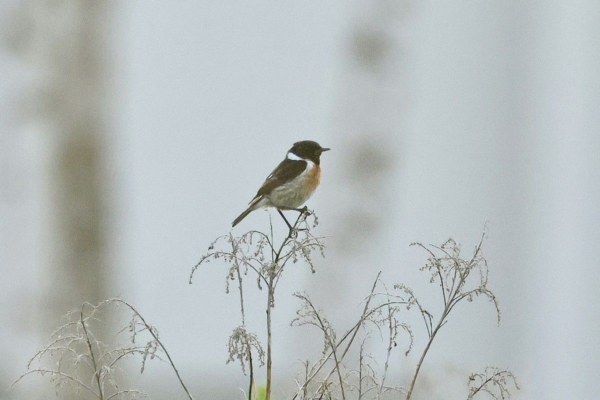 Tarabilla Europea - ML645880690