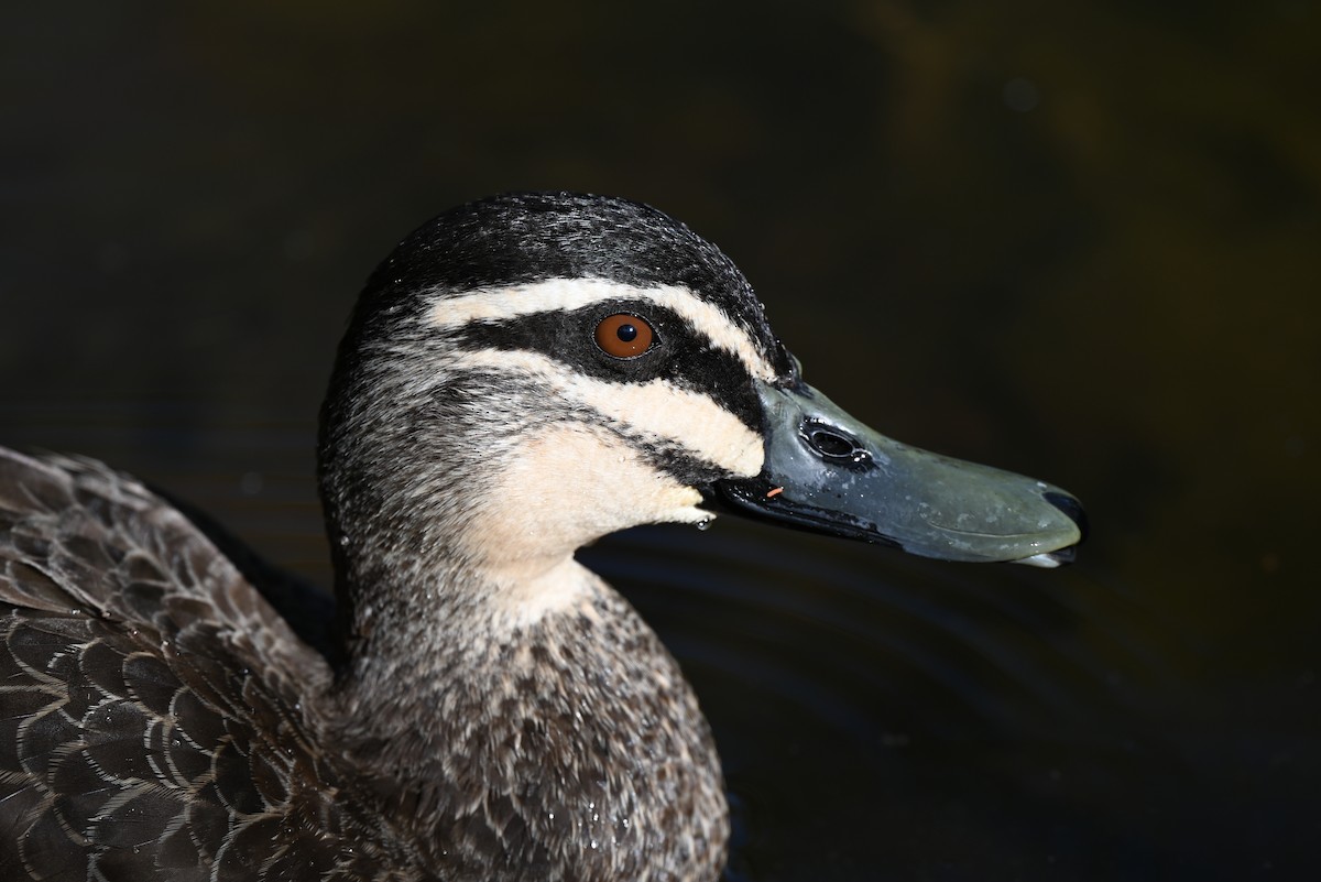 Ánade Cejudo - ML645880691