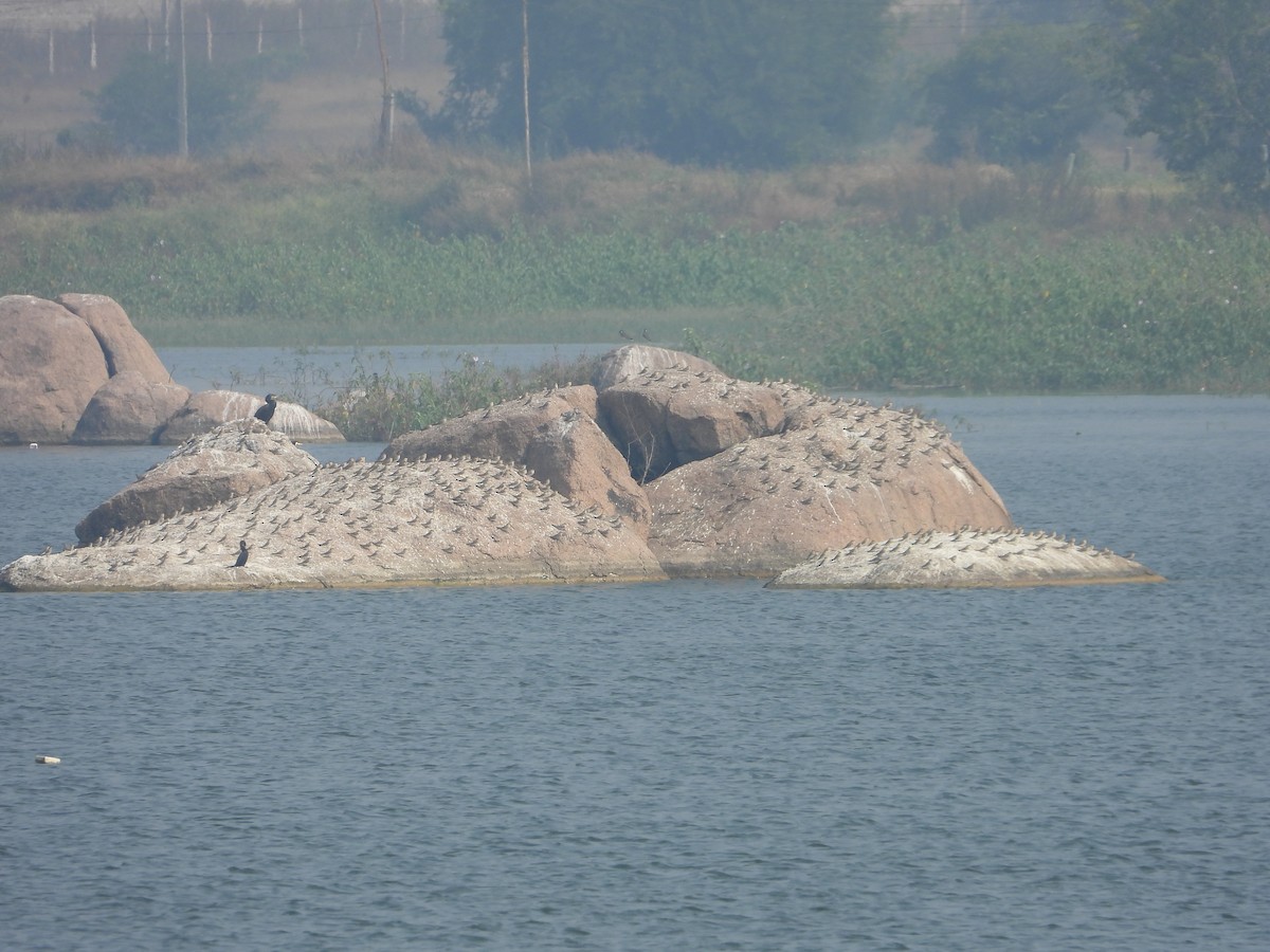 Canastera Chica - ML645880692