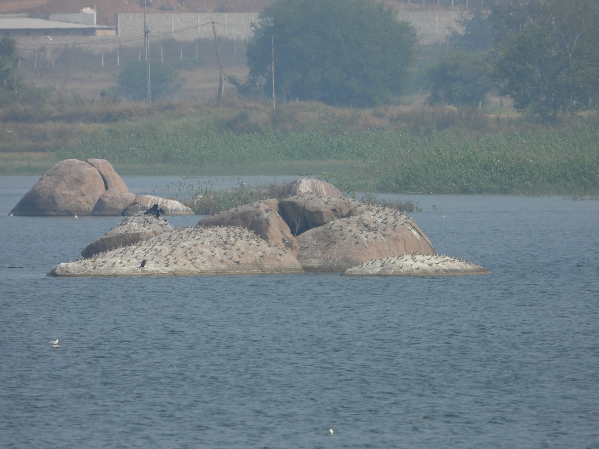 Canastera Chica - ML645880693