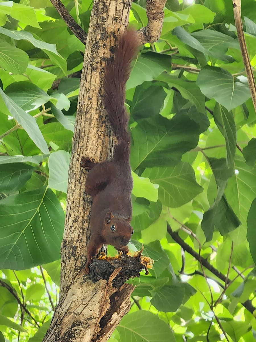 白背松鼠 - ML645880694