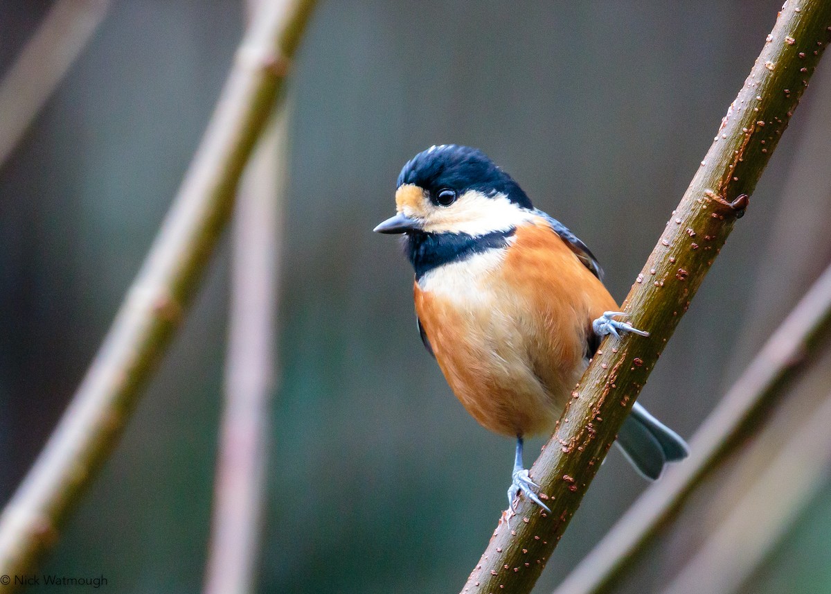 雜色山雀 - ML645880699