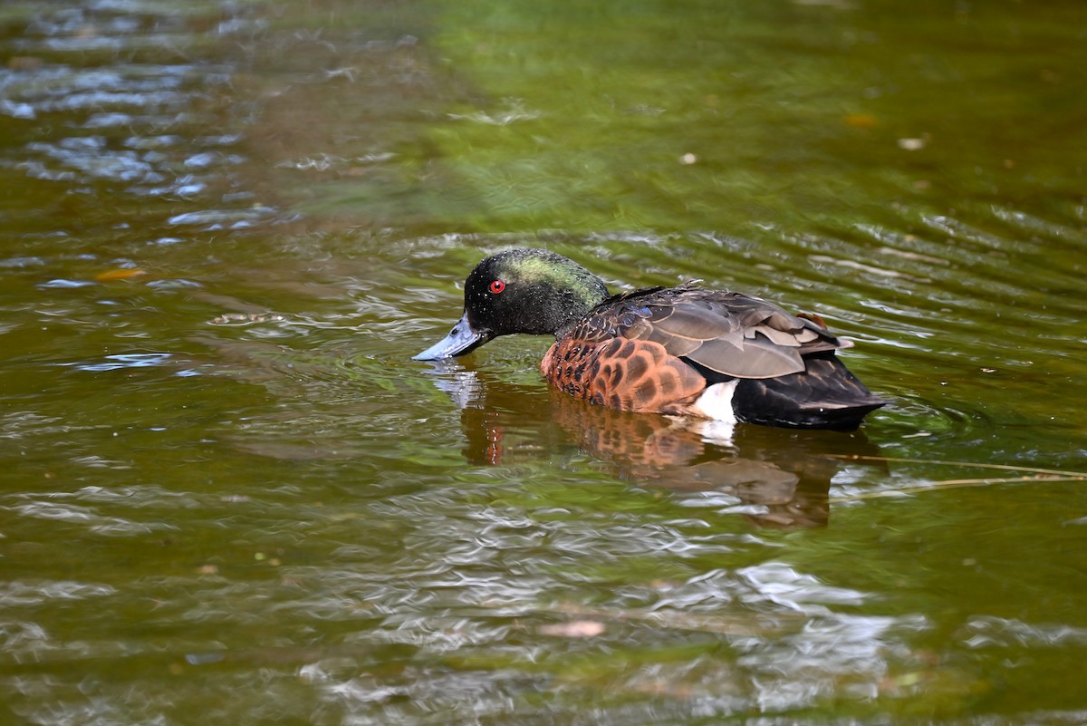 Chestnut Teal - ML645880702