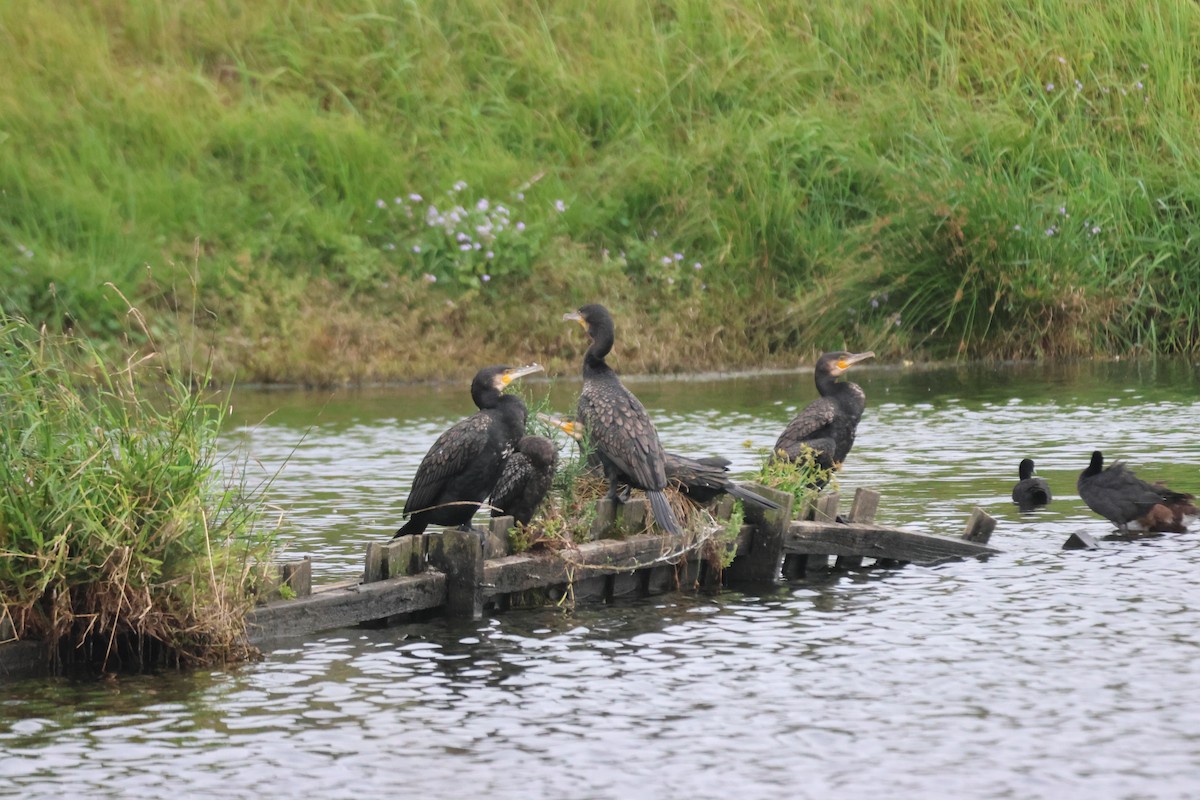 Great Cormorant - ML645880705
