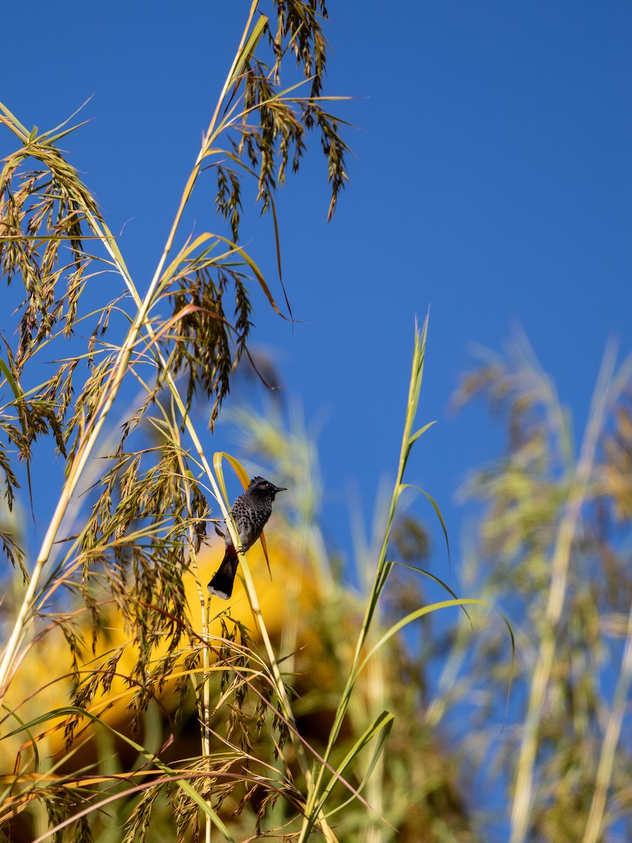 Red-vented Bulbul - ML645880707