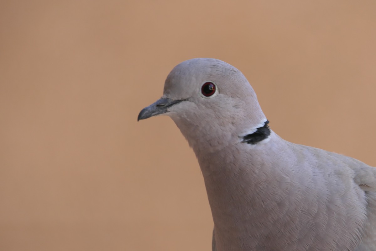 Буулгат хүүрзгэнэ - ML645880708