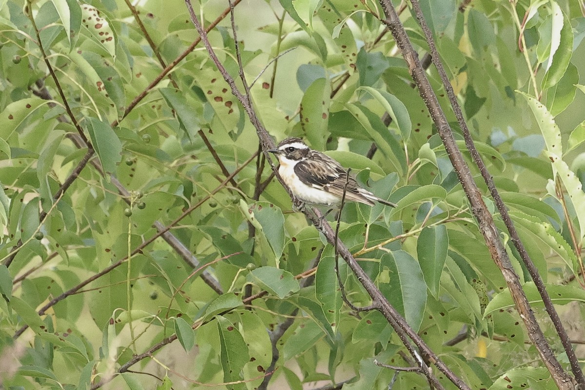 Whinchat - ML645880710