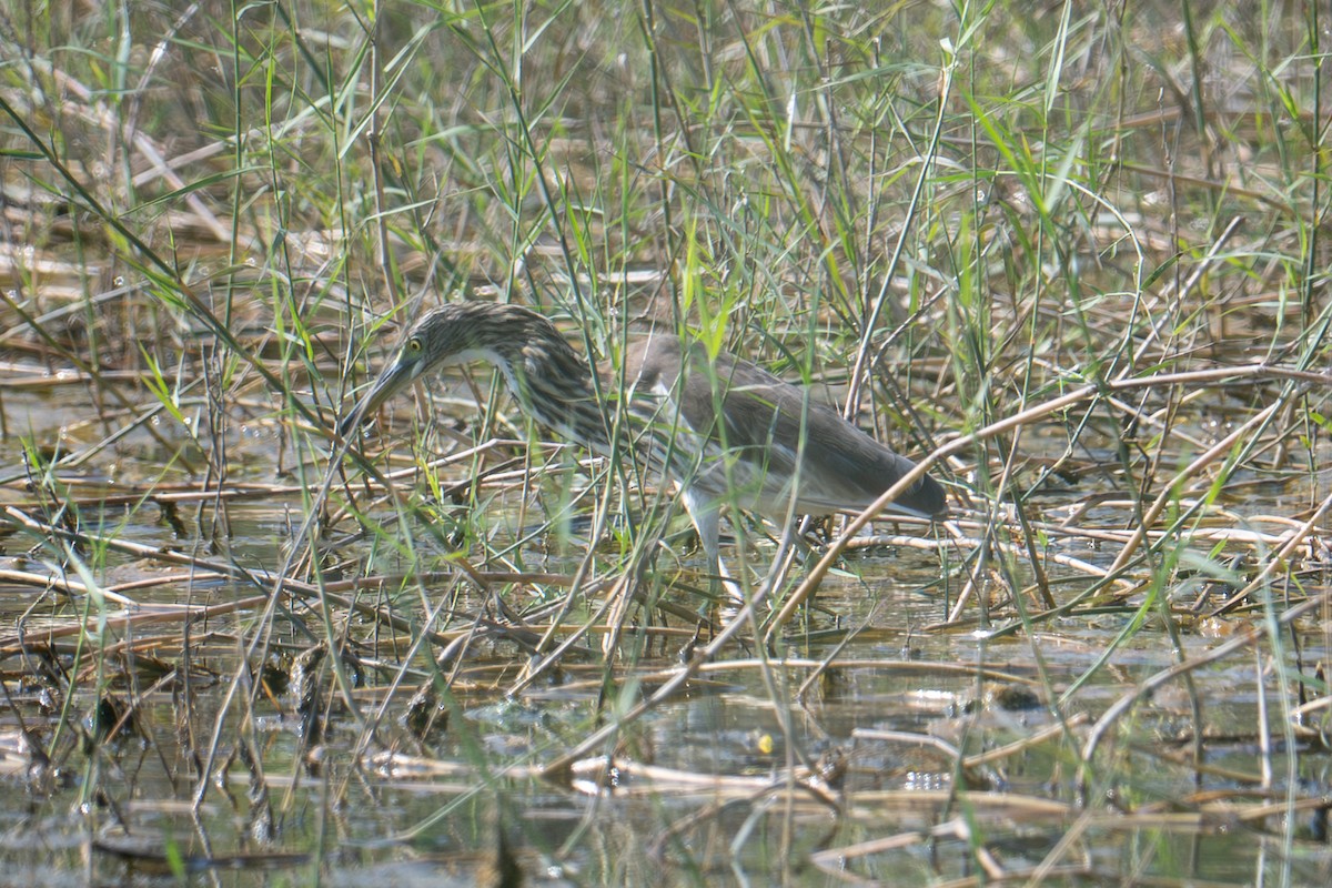 Chinese Pond-Heron - ML645880711