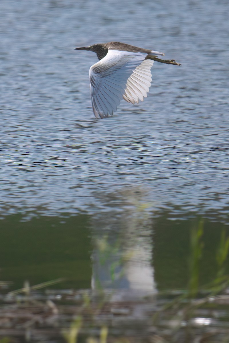 Chinese Pond-Heron - ML645880713