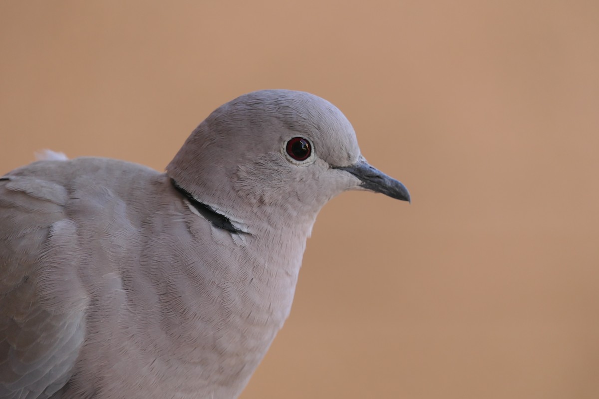 Eurasian Collared-Dove - ML645880714