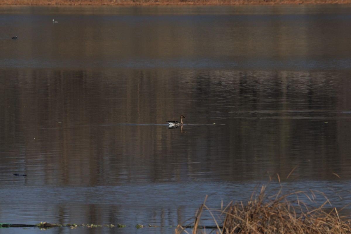 Tundra Bean-Goose - ML645880715