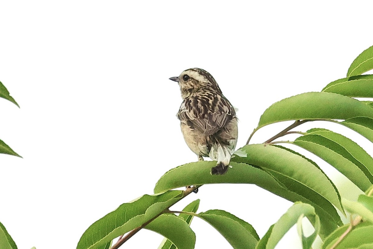 Whinchat - ML645880717