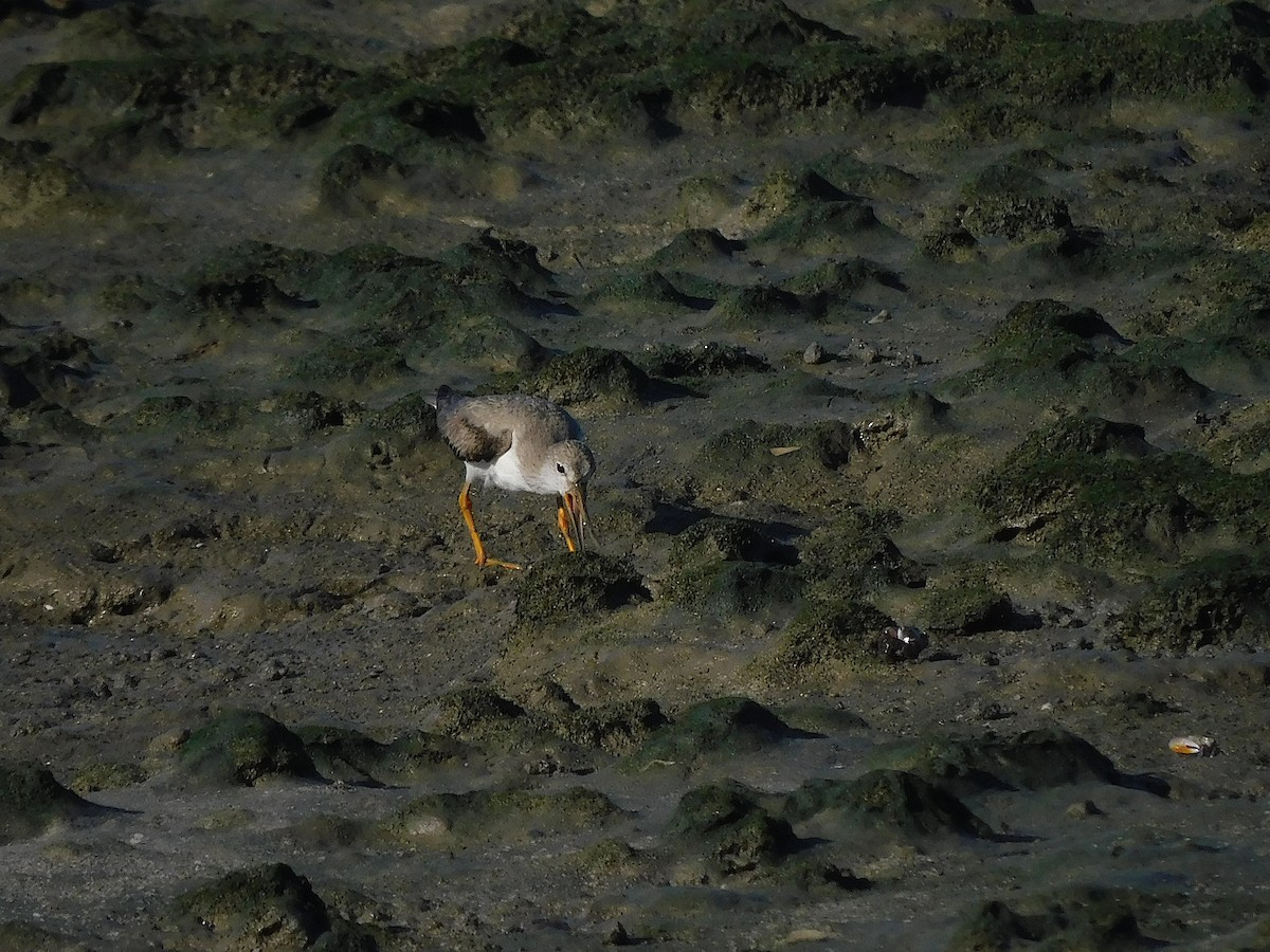 Terek Sandpiper - ML645880718