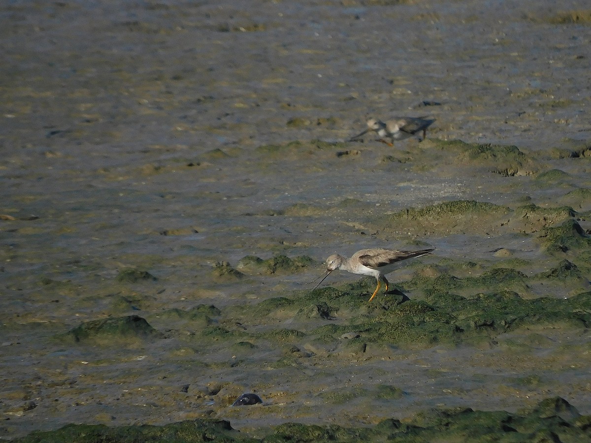 Terek Sandpiper - ML645880719