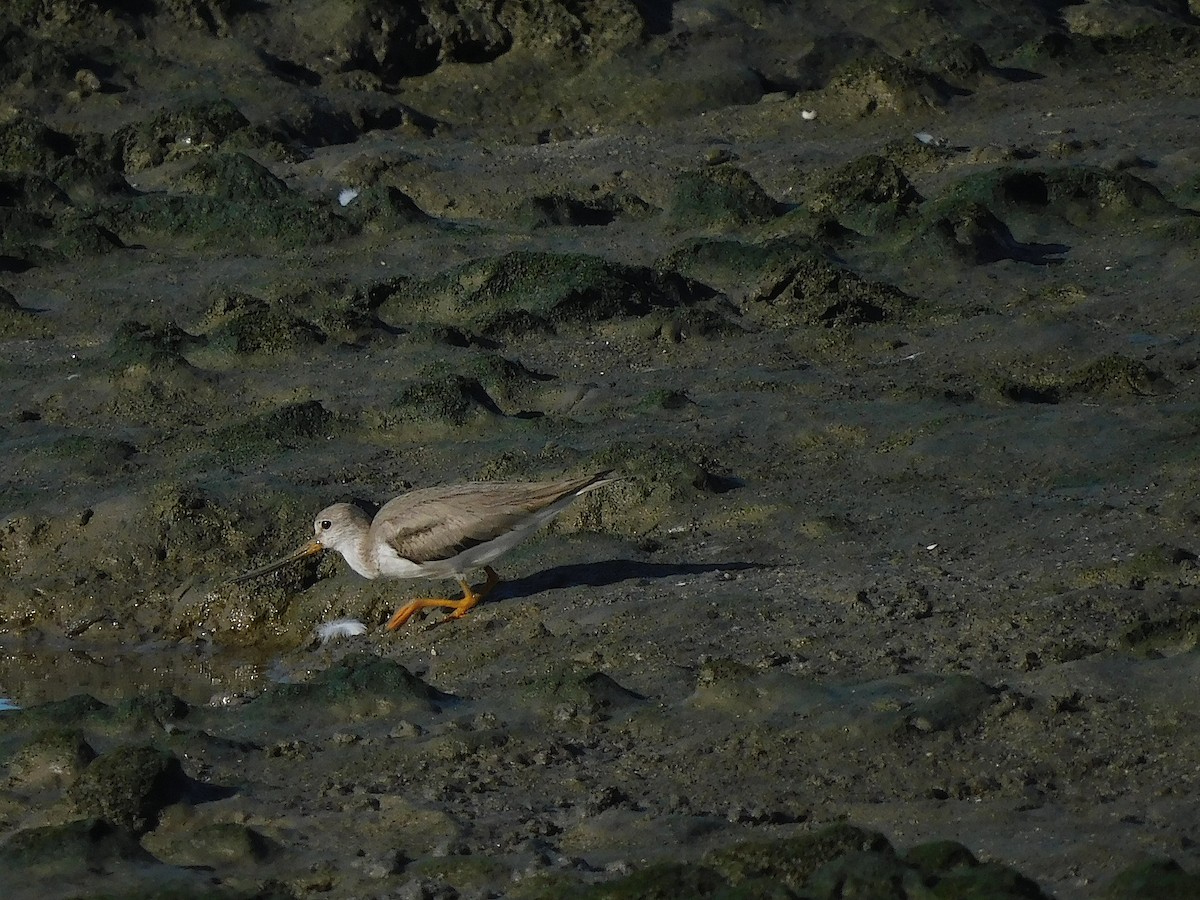 Terek Sandpiper - ML645880720