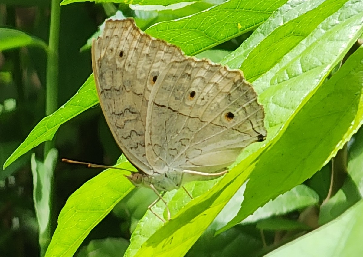 波紋眼蛺蝶 (蘆蛺蝶) - ML645880723