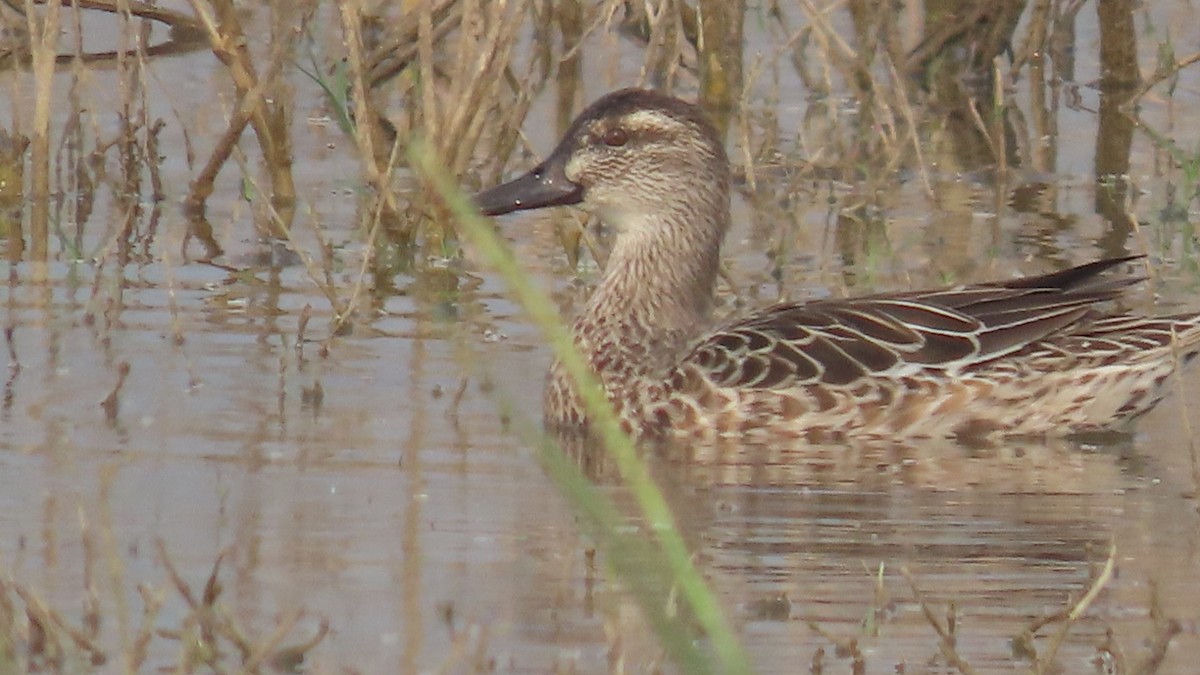 Garganey - ML645880724