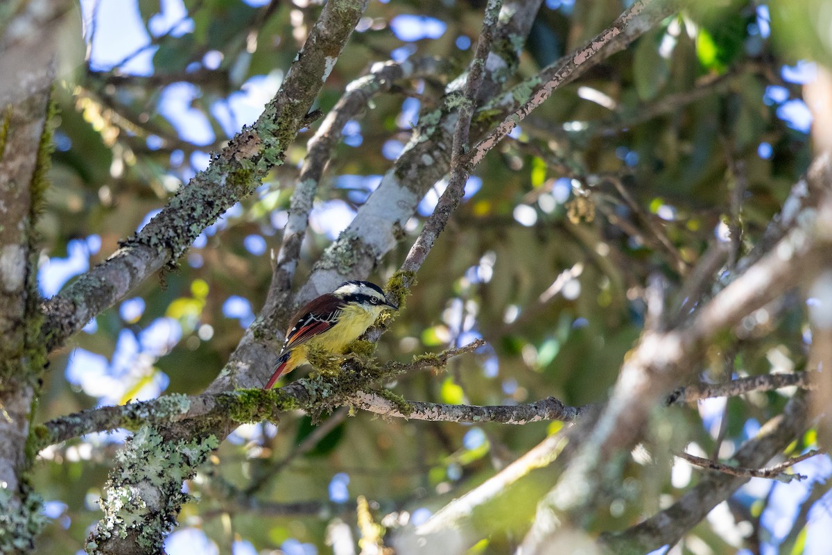 Red-tailed Minla - ML645880725