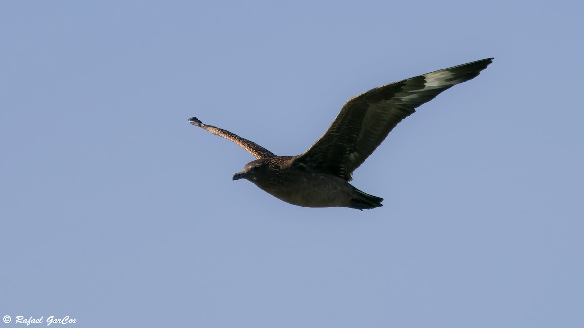 Great Skua - ML645880727