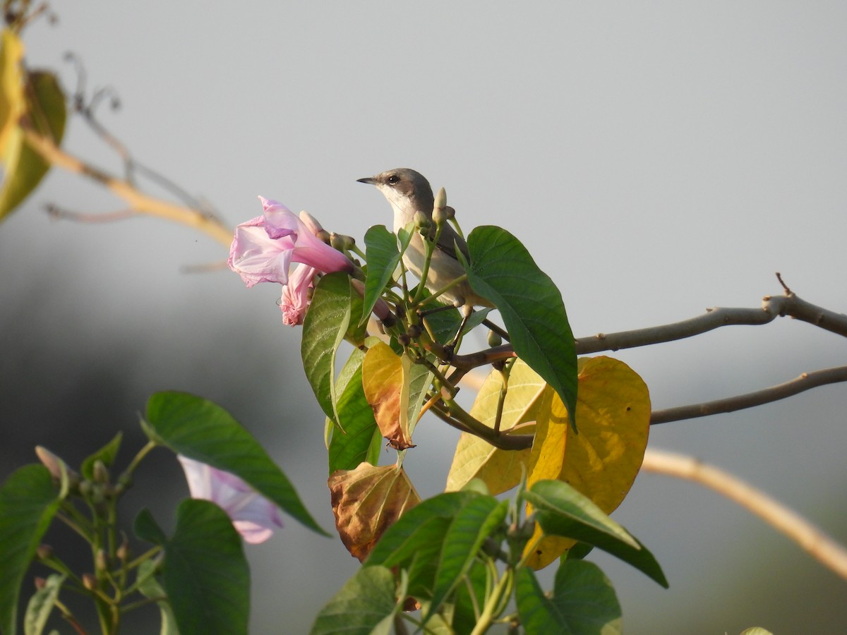Lesser Whitethroat - ML645880728