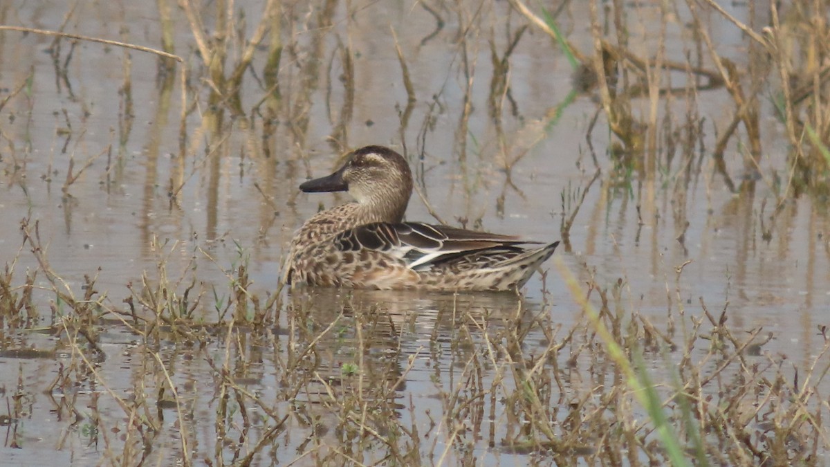 Garganey - ML645880729