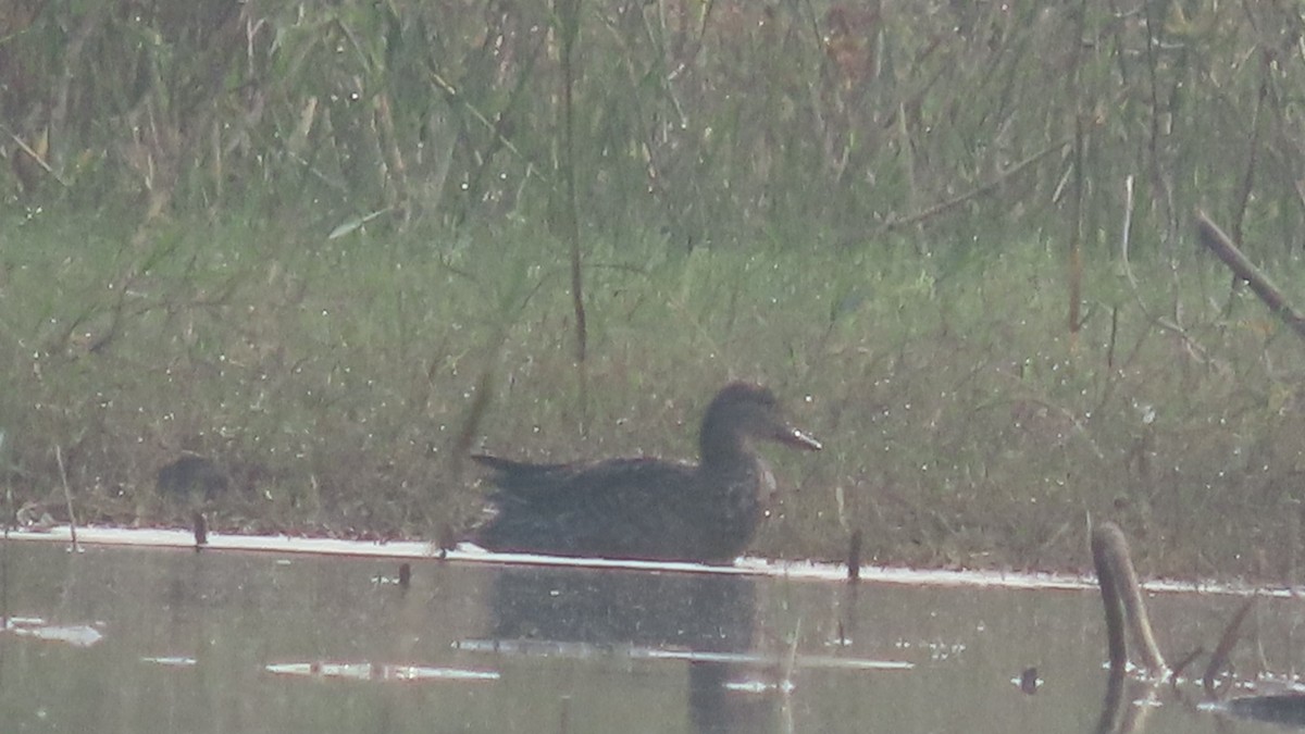Garganey - ML645880730