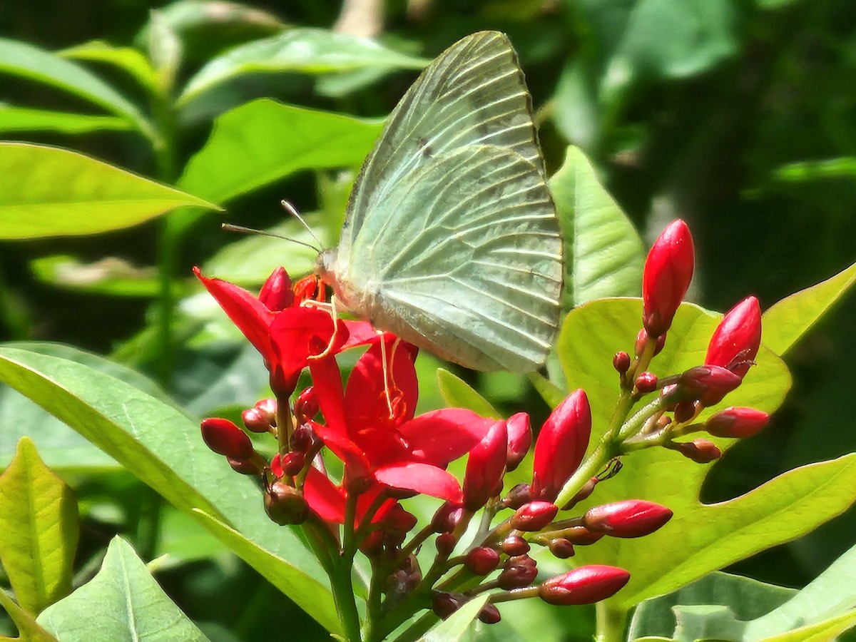 遷粉蝶 - ML645880731