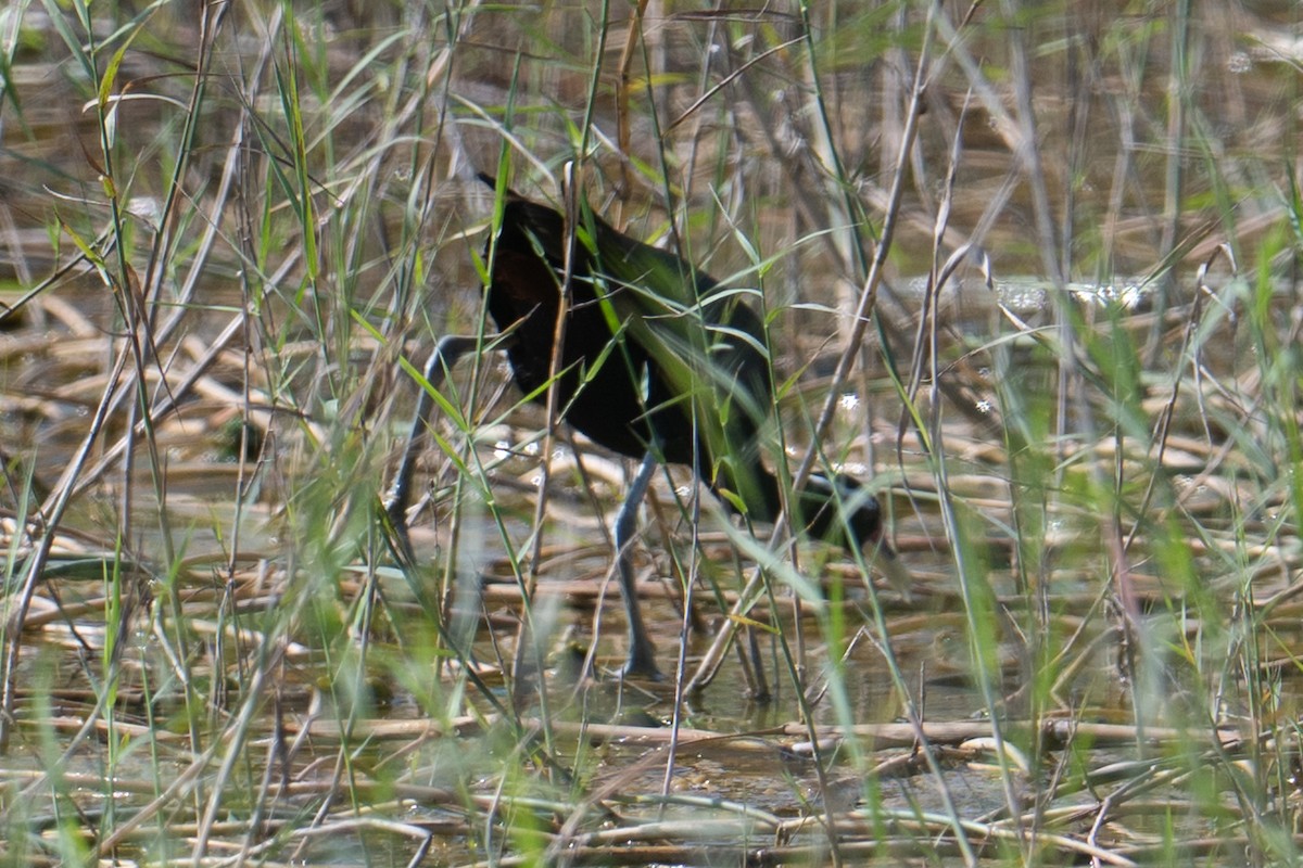 Bronze-winged Jacana - ML645880732