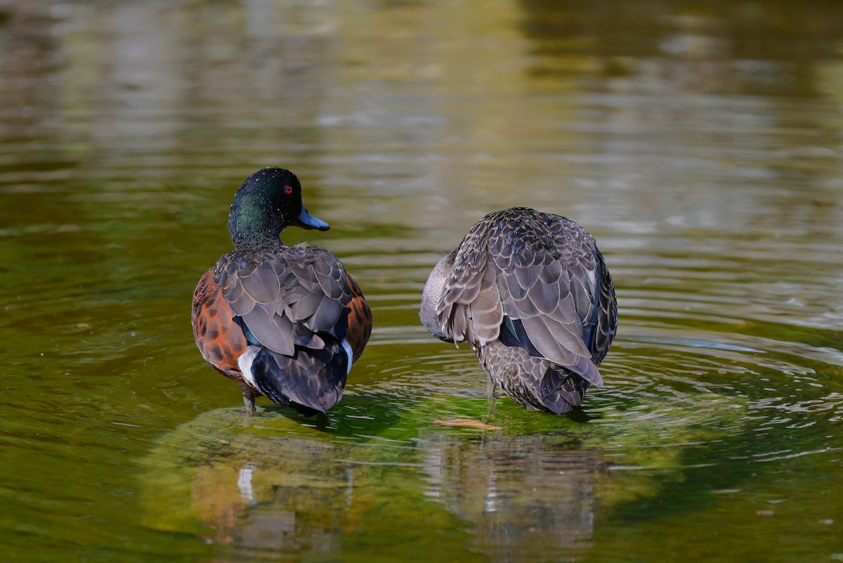 Chestnut Teal - ML645880733